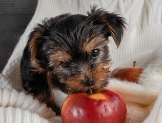 A Yorkshire Terrier puppy on an autumn background.