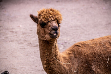 Obraz premium Alpaca in the zoo