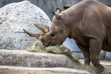 rhino in a park