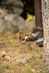 squirrel on a pipe
