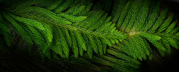 Close up Pine leaf , Christmas  background concept