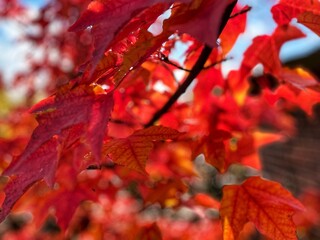 Autumn forest and colourful trees in the park. Colourful leaves on trees and on the ground. Bench in the park in trees. Red, orange and yellow leaves and trees. Sunny day walking in the park. 