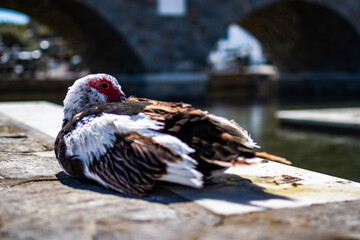 Die enten von Naoussa
