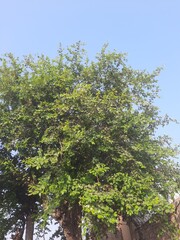 tree in the park