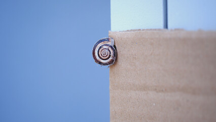 snail on the wall