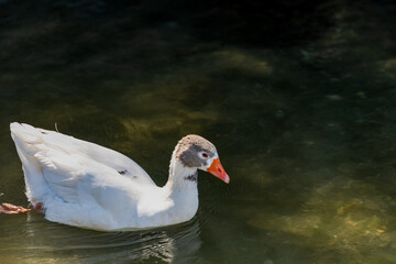 Die enten von Naoussa