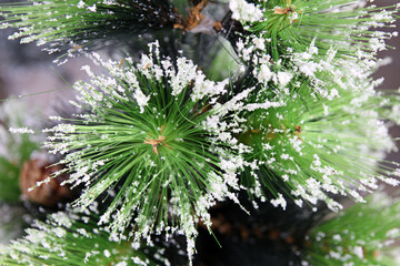 Artificial pine branch with artificial snow