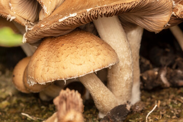 many tree mushrooms together in nature