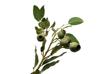 Fototapeta premium 乾燥したベルギーナッツの白バック写真