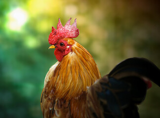 rooster on a forest background with sunlight