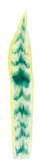 Floral element with green houseplant leaf. Plant is hand draw in watercolor. Isolated object for design and decor textiles, fabrics, backgrounds, wrapping paper, wallpapers, card