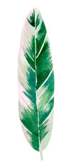 Floral element with green houseplant leaf. Plant is hand draw in watercolor. Isolated object for design and decor textiles, fabrics, backgrounds, wrapping paper, wallpapers, card