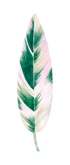 Floral element with green houseplant leaf. Plant is hand draw in watercolor. Isolated object for design and decor textiles, fabrics, backgrounds, wrapping paper, wallpapers, card