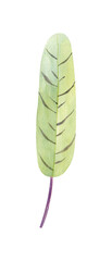 Floral element with green houseplant leaf. Plant is hand draw in watercolor. Isolated object for design and decor textiles, fabrics, backgrounds, wrapping paper, wallpapers, card