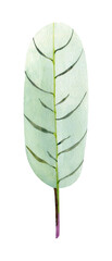 Floral element with green houseplant leaf. Plant is hand draw in watercolor. Isolated object for design and decor textiles, fabrics, backgrounds, wrapping paper, wallpapers, card