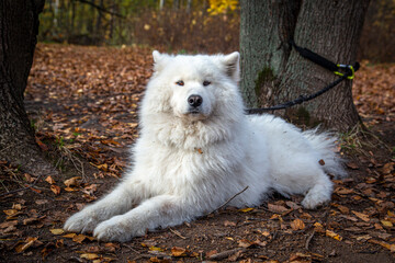 Samoyed dog in the forest in autumn