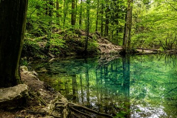 Mirror lake in a dense forest in Romania