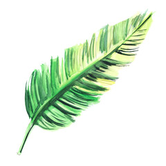 Large green palm leaf. Tropical greens on stem. Bright light and dark shades, Single illustration decorative element. Hand painted watercolor on paper. Colorful drawing isolated on white background.