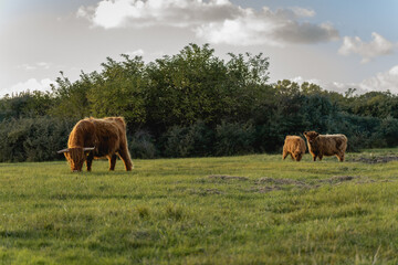 Highlander cows in the dunes of Wassenaar The Netherlands.