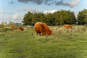 Highlander cows in the dunes of Wassenaar The Netherlands.