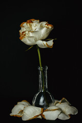 A fading rose in a vase and fallen petals on a black background.
