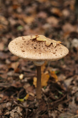 One of the edible species of amanita is the umbrella mushroom in the oak forest.