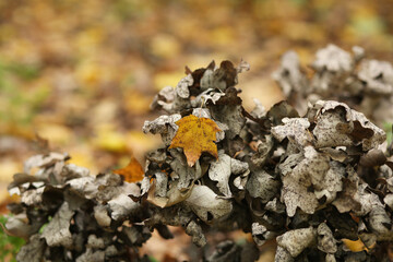 A yellow maple leaf among dry oak leaves.