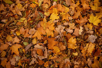 Autumn leaves on green grass.