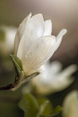 Sezon wiosenny w ogrodzie. Białe płatki kwiatu kwitnącej magnolii w wiosennym ogrodzie, z kroplami deszczu	