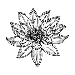 Sketch Floral decorative. Water lily flower drawings. Black line art isolated on white backgrounds. Hand Drawn Botanical Illustrations. Elements vector.