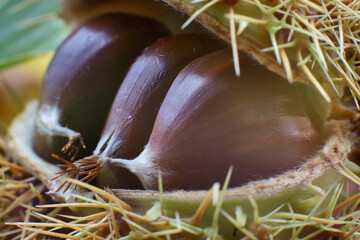 Maronen Edelkastanie Esskastanie chestnuts
