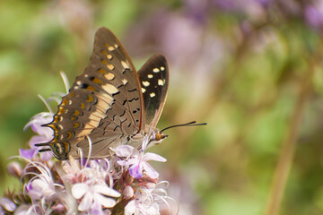 A detailed closeup of a Black Rajah butterfly (Charaxes solon), a member of the Nymphalidae family, perched gracefully on vibrant summer flowers.
