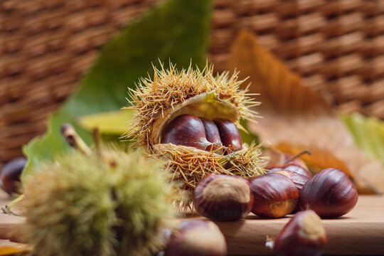 Maronen Edelkastanie Esskastanie chestnuts