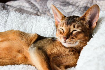 Portrait of sleeping Cute abyssinian kitten . Shorthair cat. A beautiful background for wallpaper, cover, postcard. Isolated, close up. Cats concept. Beautiful purebred short haired kitty. Copy space.
