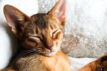 Fototapeta premium Portrait of sleeping Cute abyssinian kitten . Shorthair cat. A beautiful background for wallpaper, cover, postcard. Isolated, close up. Cats concept. Beautiful purebred short haired kitty. Copy space.