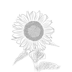 Sunflower hand drawing with leaf and white background