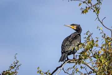 Close up of a large black Cormorant perched on tree top against a blue sky