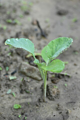 closeup the ripe green cauliflower plant with soil heap growing in the farm soft focus natural green brown background.