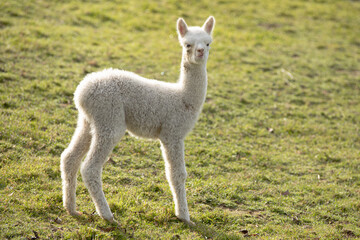 Alpaka Jungtier wei&szlig;