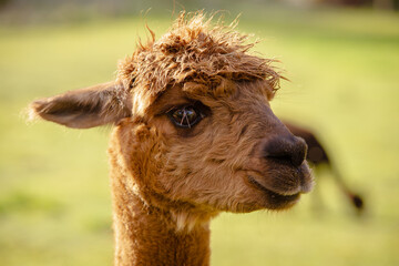 Alpaka auf der Weide © eremit08