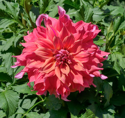 Highly ornamental delightfully delicate pink-purple dahlia flower, variety Islander. Single huge, large-flowered autumnal double dahlia flower head with leaves in garden, close up
