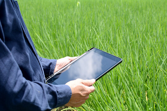 Farmer Is Working In The Field His Using A Ipad With Innovation Technology For Smart Farm System.