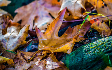 The tiny pond. Sunrise, and the morning moisture condenses and forms a fleeting pool on the fallen leaves. Fall and winter details.