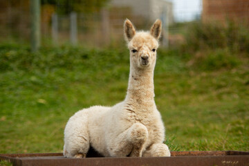 Fototapeta premium Alpaka schaut dumm