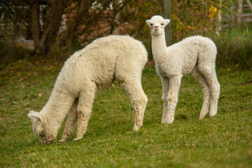 Weiße Alpakas auf der Weide