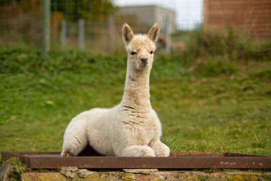 Herbst Tierpark