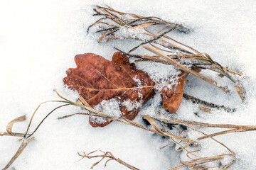 An oak leaf and dry grass are covered with white snow
