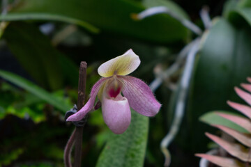 Blooming in the orangery orchid Paphiopedilum dellaina with a pink flower on a background of green leaves.