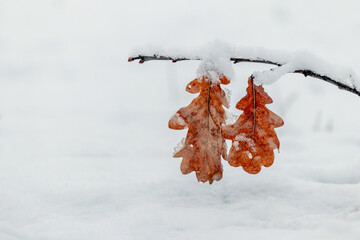 A snow-covered oak branch with dry leaves on a background of snow