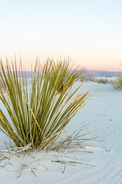 Vertical shot of soaptree yucca plants growing on sand at White Sands National Park in New Mexico